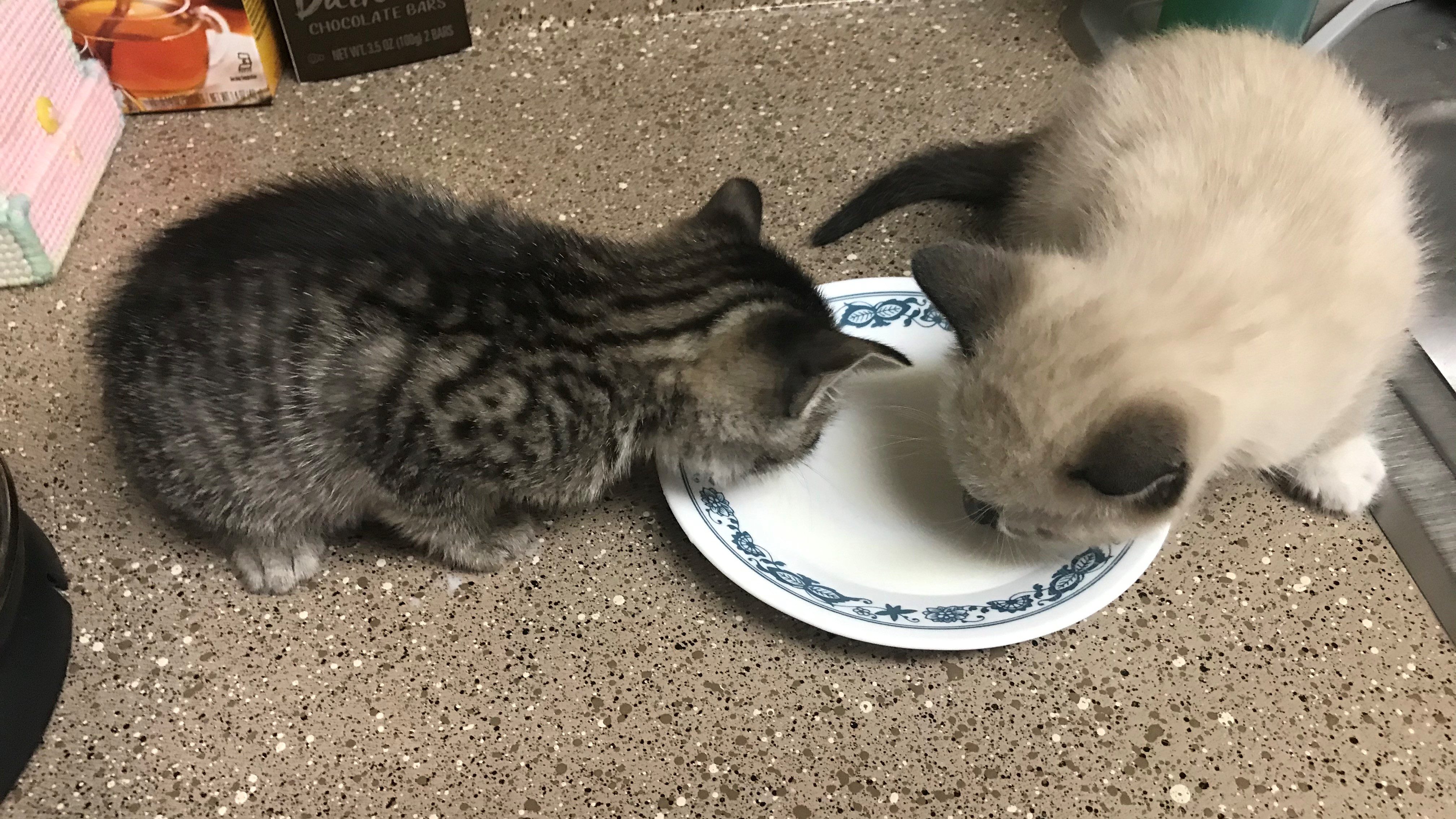 Two adorable baby kittens drinking milk from a saucer.